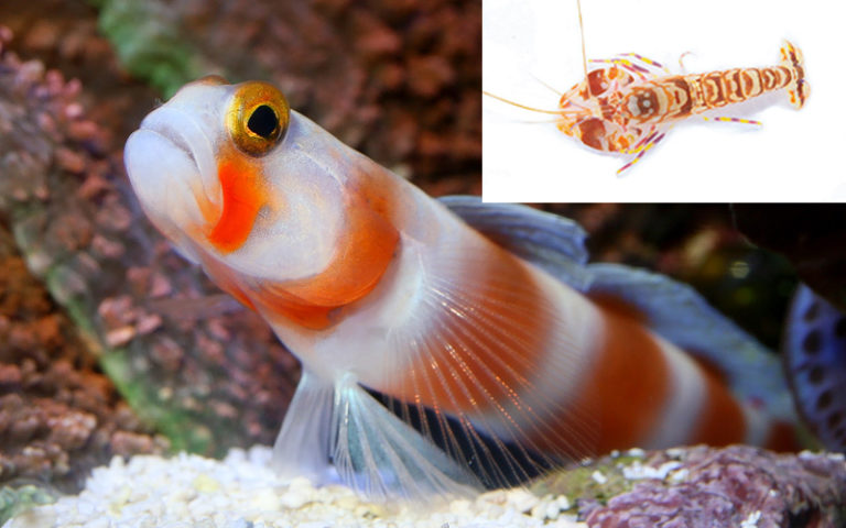 Flaming Prawn Goby + Candy Stripe Pistol Shrimp (PAIR) main image 0