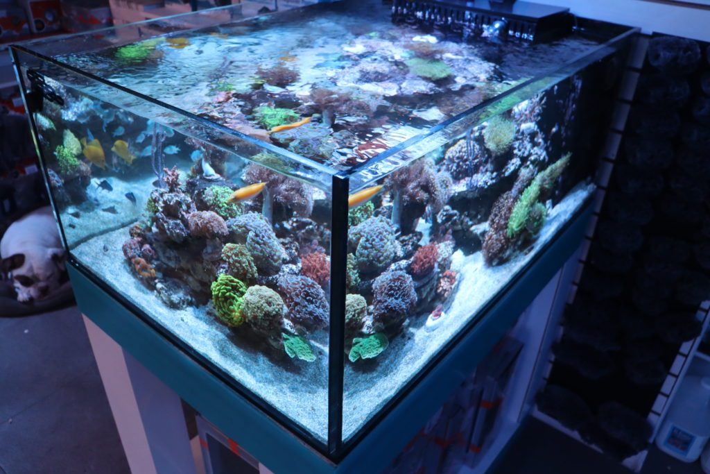 Frag Box Corals