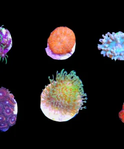 Easy Saltwater Coral Frag Pack