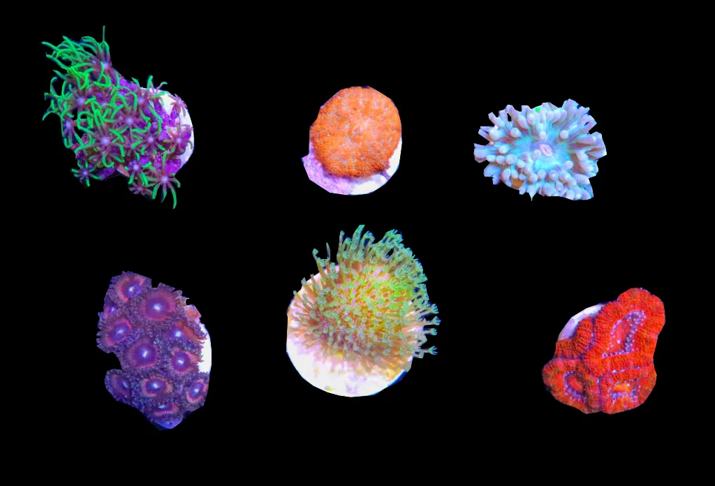 Easy Salt Water Corals