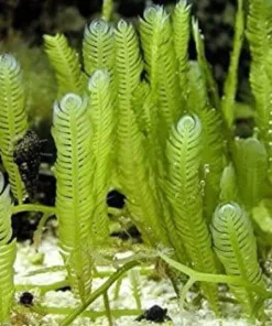 Feather Caulerpa