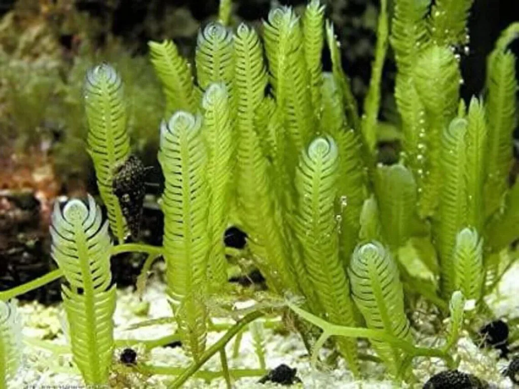 Feather Caulerpa