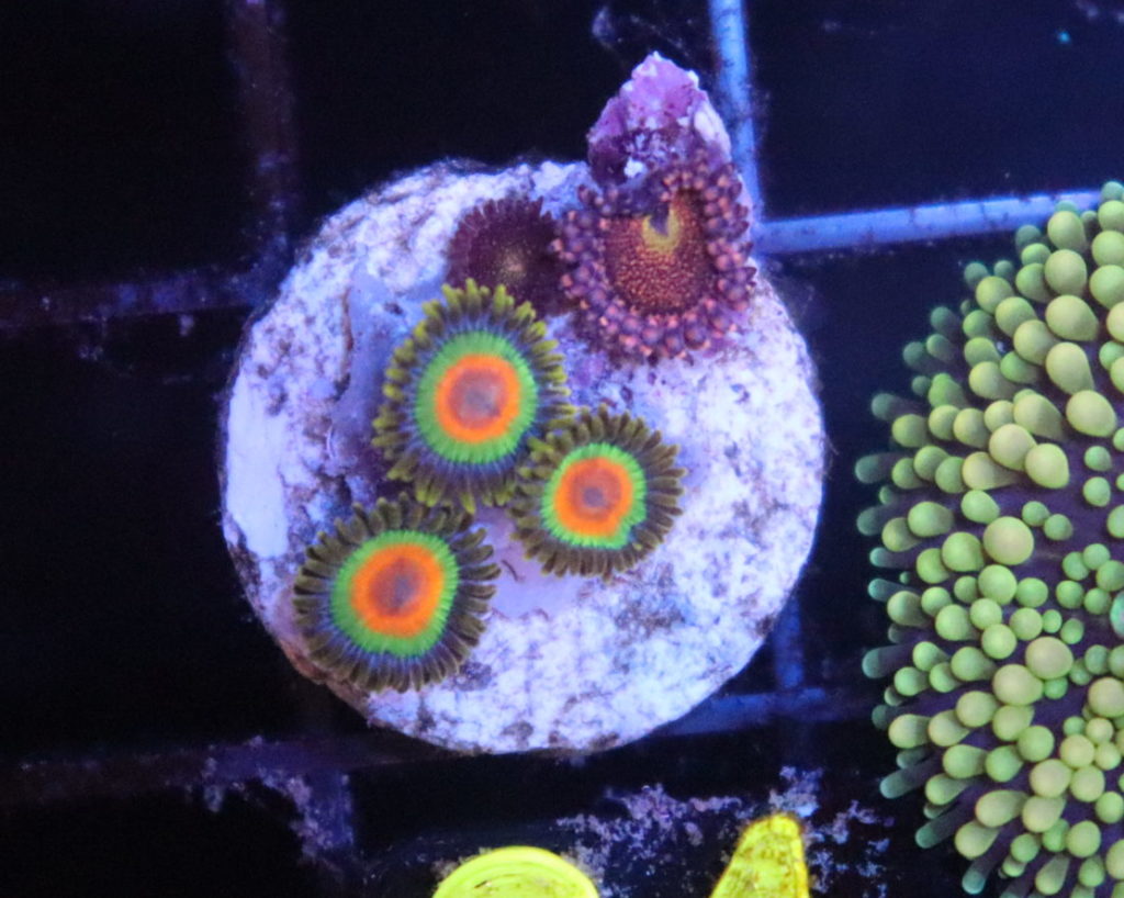 Frag Box Corals