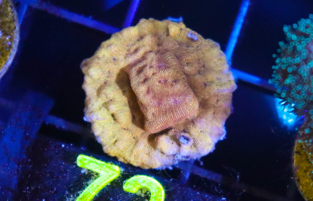 Frag Box Corals
