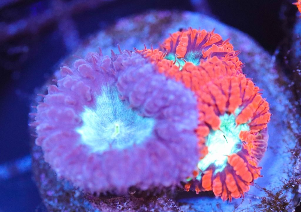 Frag Box Corals