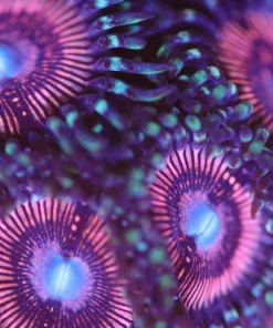 Pink Zoas