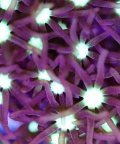 Daisy Coral Frag