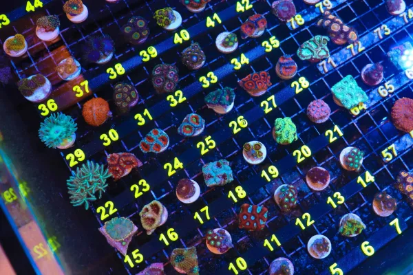 Wysiwyg Corals Wysiwyg Corals