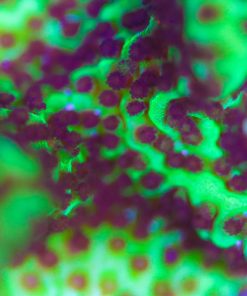 Montipora Confusa Frag