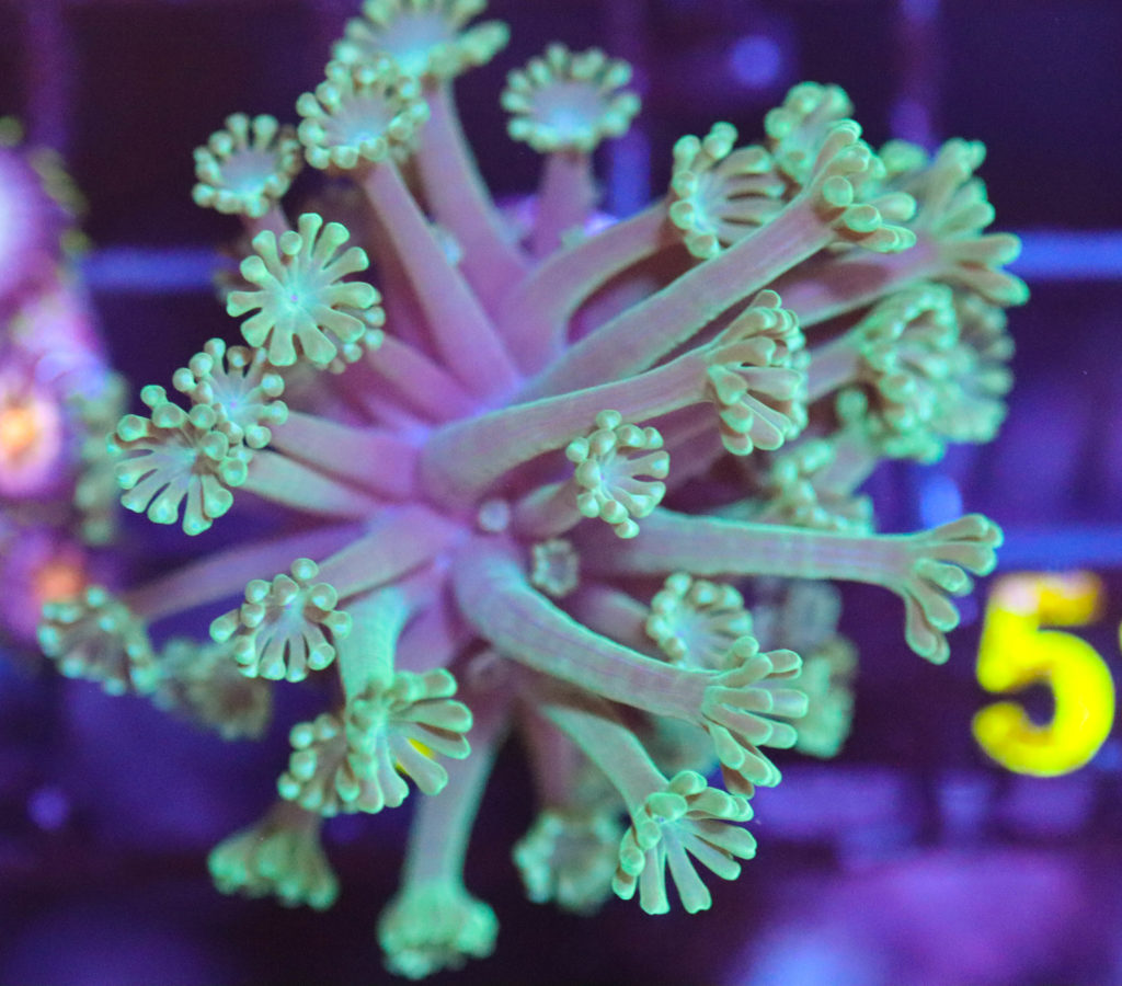 Frag Box Corals