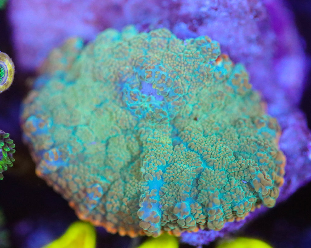 Frag Box Corals