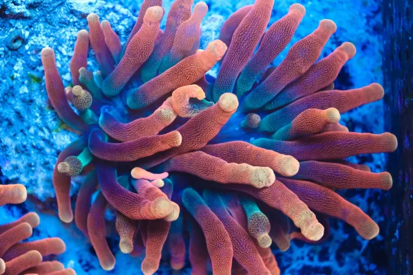 Flame Bubbletip Anemone Flame Bubbletip Anemone