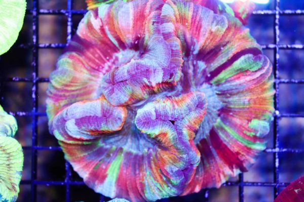 Rainbow Open Brain Coral