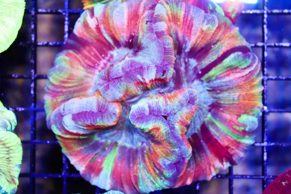 Rainbow Open Brain Coral Rainbow Open Brain Coral