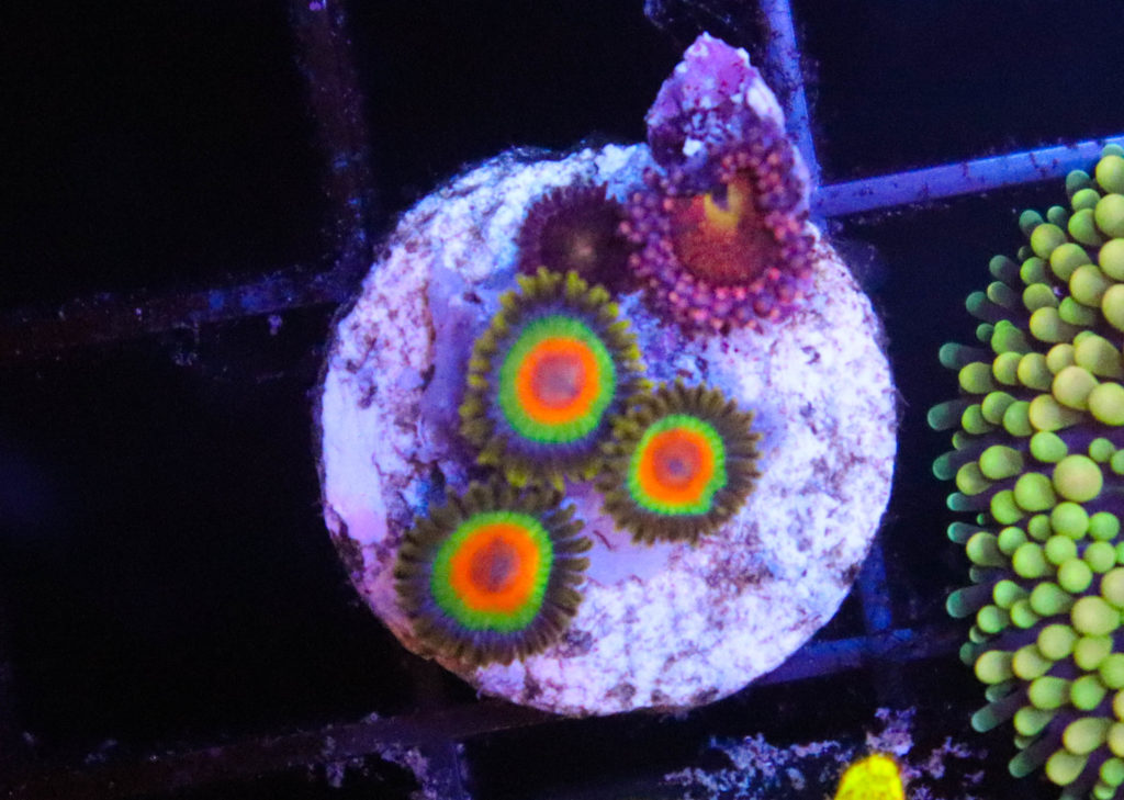 Frag Box Corals