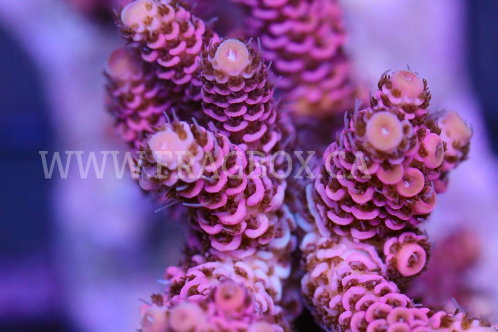 Pink Millepora - Frag Box Corals