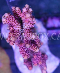 Pink Millepora