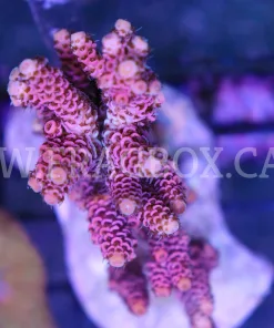 Pink Millepora