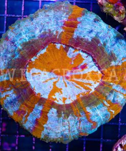 Rainbow Acanthophyllia