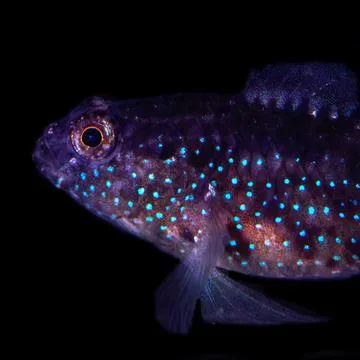 Starry-Goby