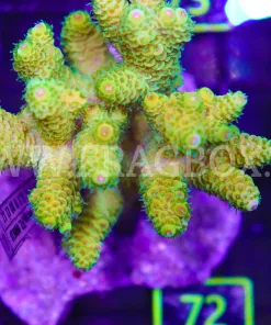 Yellow Millepora