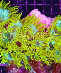 Yellow Elegance Coral