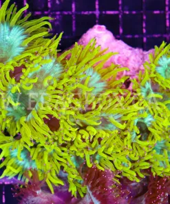 Yellow Elegance Coral