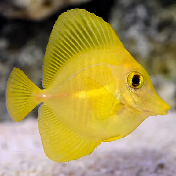 captive bred yellow tang