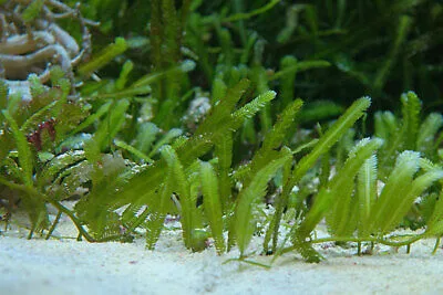 Frag Box Corals