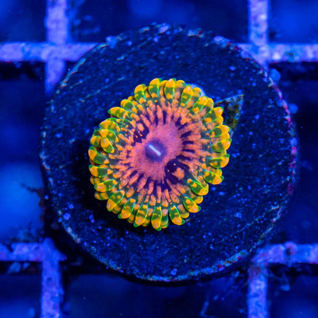 How to grow zoanthids Frag Box Corals