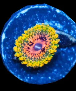 Grand Master Krak Zoanthid