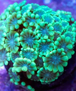 Alveopora Coral