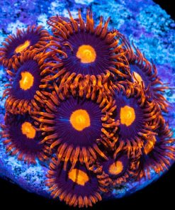 Clementine Zoanthids