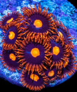 Clementine Zoanthids