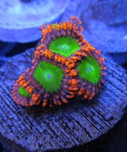 Electric Oompa Loompa Zoas