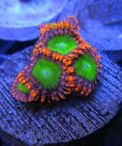 Electric Oompa Loompa Zoas