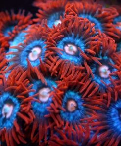 Fire n Ice Zoanthids