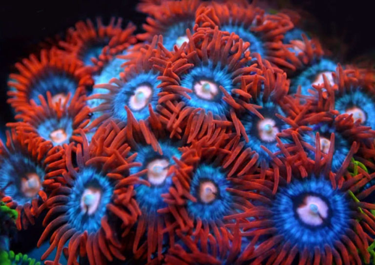Fire n Ice Zoanthids Frag Box Corals