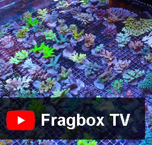 Fragbox Fragbox TV - Frag Box Corals