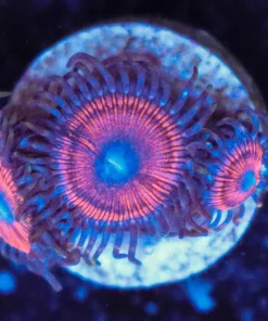 Frozen Cherry Zoa