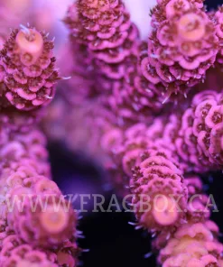 Pink Acropora Millepora