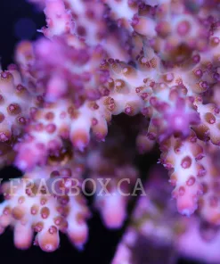 Acropora Loripes