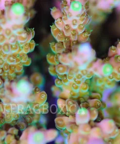 Acropora Rosaria Frag