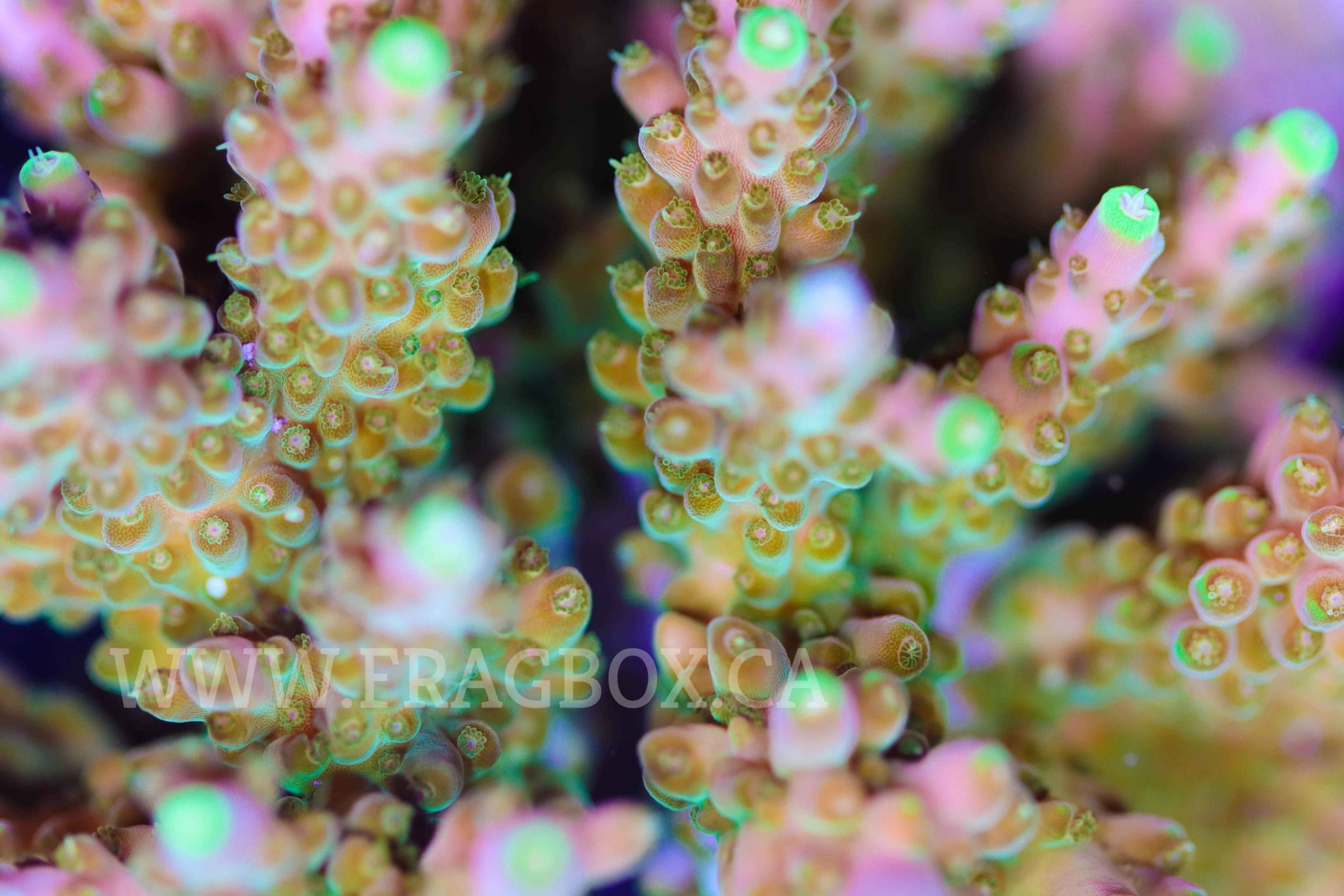 Acropora nasuta - The Coral Planters