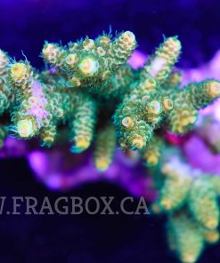 Green Acropora Millepora