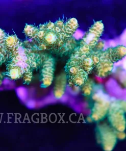 Green Acropora Millepora