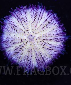 Blue Purple Pin Cushion