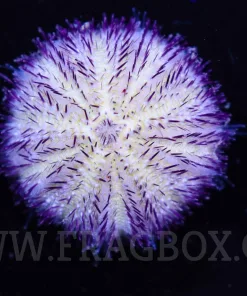 Blue Purple Pin Cushion **