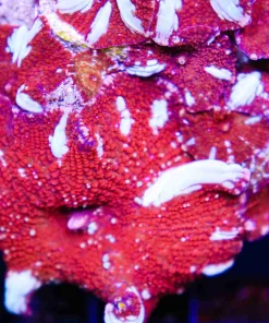 FCC Red Riding Hood Mushroom