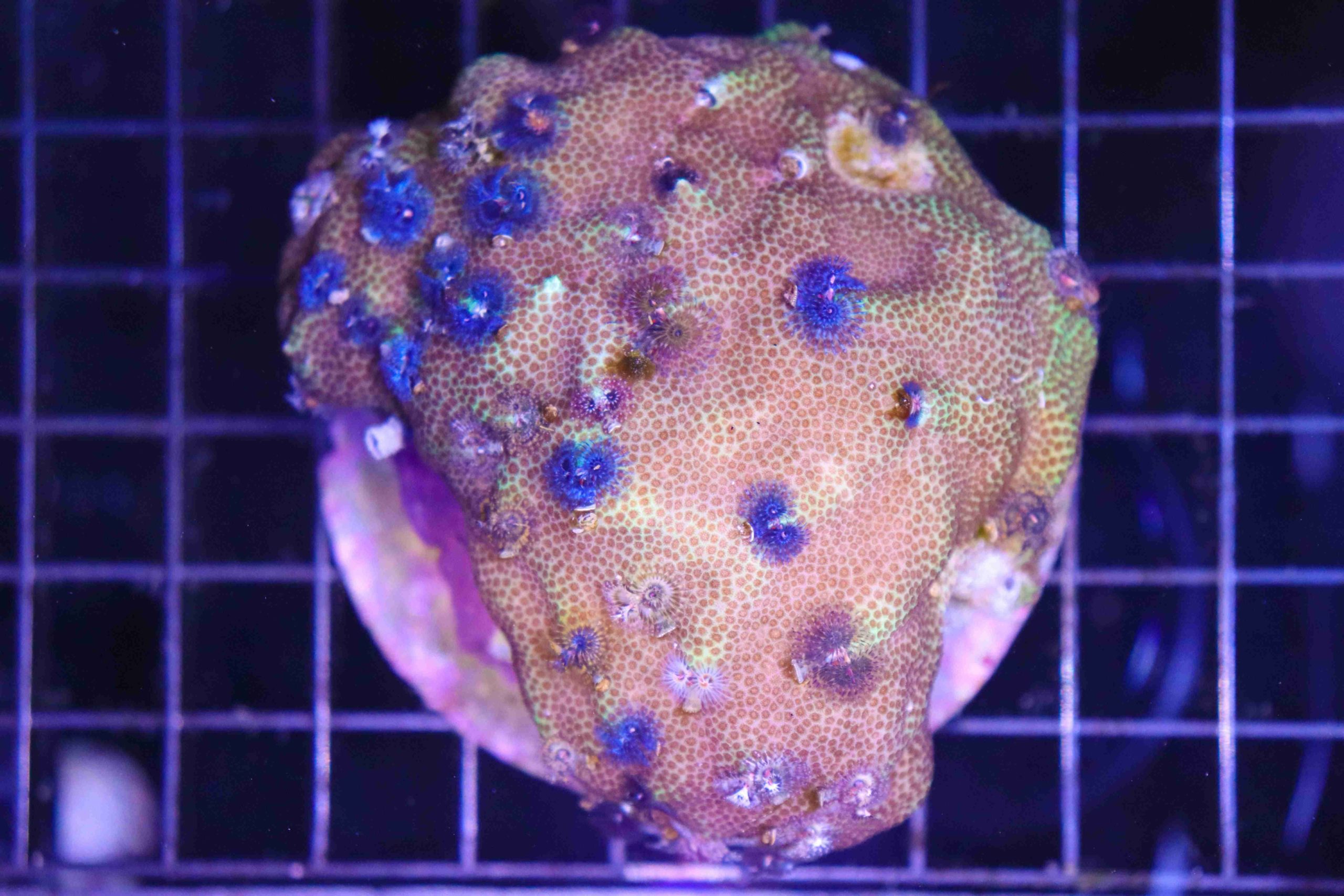 Blue Christmas Tree Worm Rock Frag Box Corals